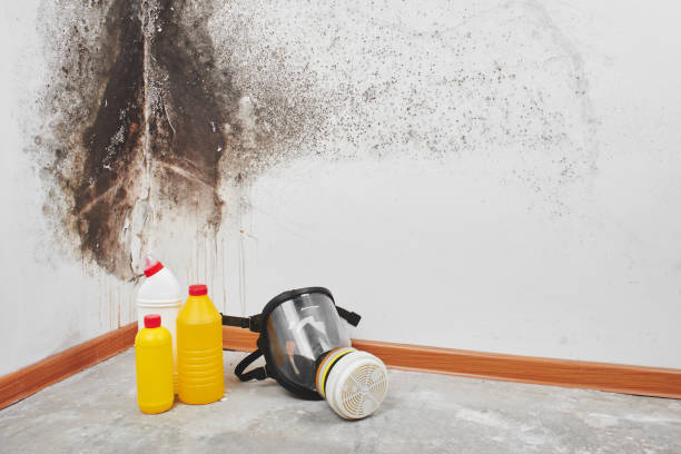 Best DIY Mold Remediation Support Services in Nyon Lake, CA