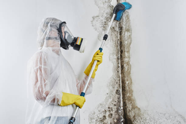 Professional Mold Remediation in Canyon Lake, CA