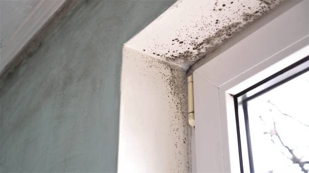 Best Preventive Mold Services in Nyon Lake, CA