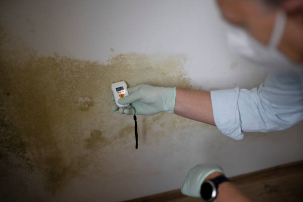 Best Black Mold Remediation in Nyon Lake, CA