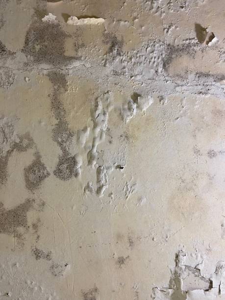  Nyon Lake, CA Mold Removal Pros